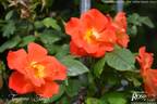 Tangerine Tango rose photo
