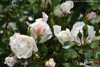 Weisse Wolke rose photo