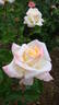 American Heritage ® rose photo