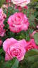 Nightingale rose photo