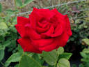 Legend rose photo
