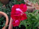 Liberty Bell ™ rose photo