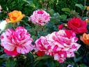 Anniversaire rose photo