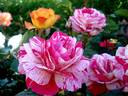 Anniversaire rose photo