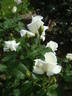 Blanche Mallerin rose photo