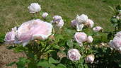 Clio rose photo