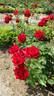 Don Bosco rose photo