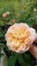 Duquesa rose photo