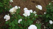 Puritas rose photo