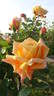Cannes Festival rose photo
