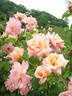 Rita Levi Montalcini rose photo