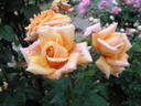 Rita Levi Montalcini rose photo