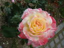 Andrea Jane rose photo