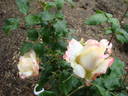 Andrea Jane rose photo