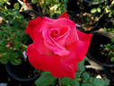 Milestone rose photo
