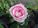 Promise rose photo