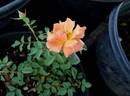 Razzle Dazzle rose photo