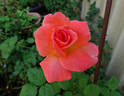 Seashell rose photo