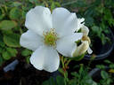 Starry Night ™ rose photo