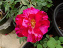 Tigress ™ rose photo
