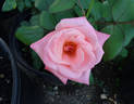 Tiki rose photo