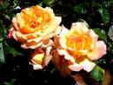 Philippe Noiret ® rose photo