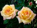 Philippe Noiret ® rose photo