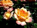 Philippe Noiret ® rose photo