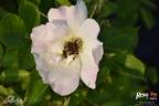 Abelzieds rose photo