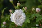 Armide rose photo