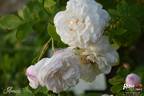 Armide rose photo