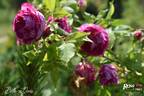 Belle Doria rose photo