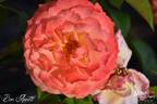 Bon Appétit rose photo