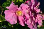 Delicata rose photo