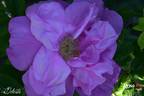 Delicata rose photo