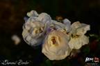 Diamond Border ™ rose photo