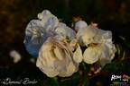 Diamond Border ™ rose photo