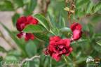 Frantisek Valásek rose photo