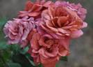 Espresso rose photo