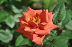 Espresso rose photo