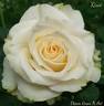Kiwi rose photo