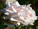 Barbados rose photo
