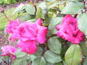 Fedugia rose photo