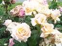 Clodagh McGredy rose photo