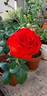 Camara ® rose photo