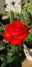 Camara ® rose photo