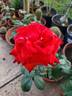 Camara ® rose photo