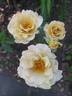 Eventail d'Or rose photo