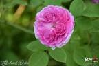 Geschwinds Orden rose photo