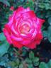 Daisy Louise rose photo